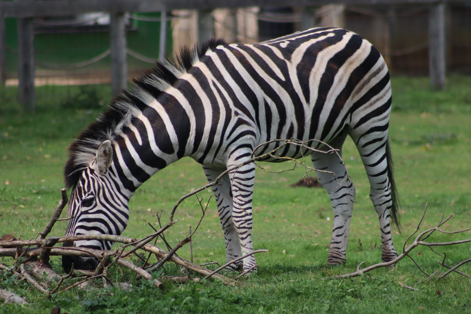 Chapman's zebra - 6 September 2021