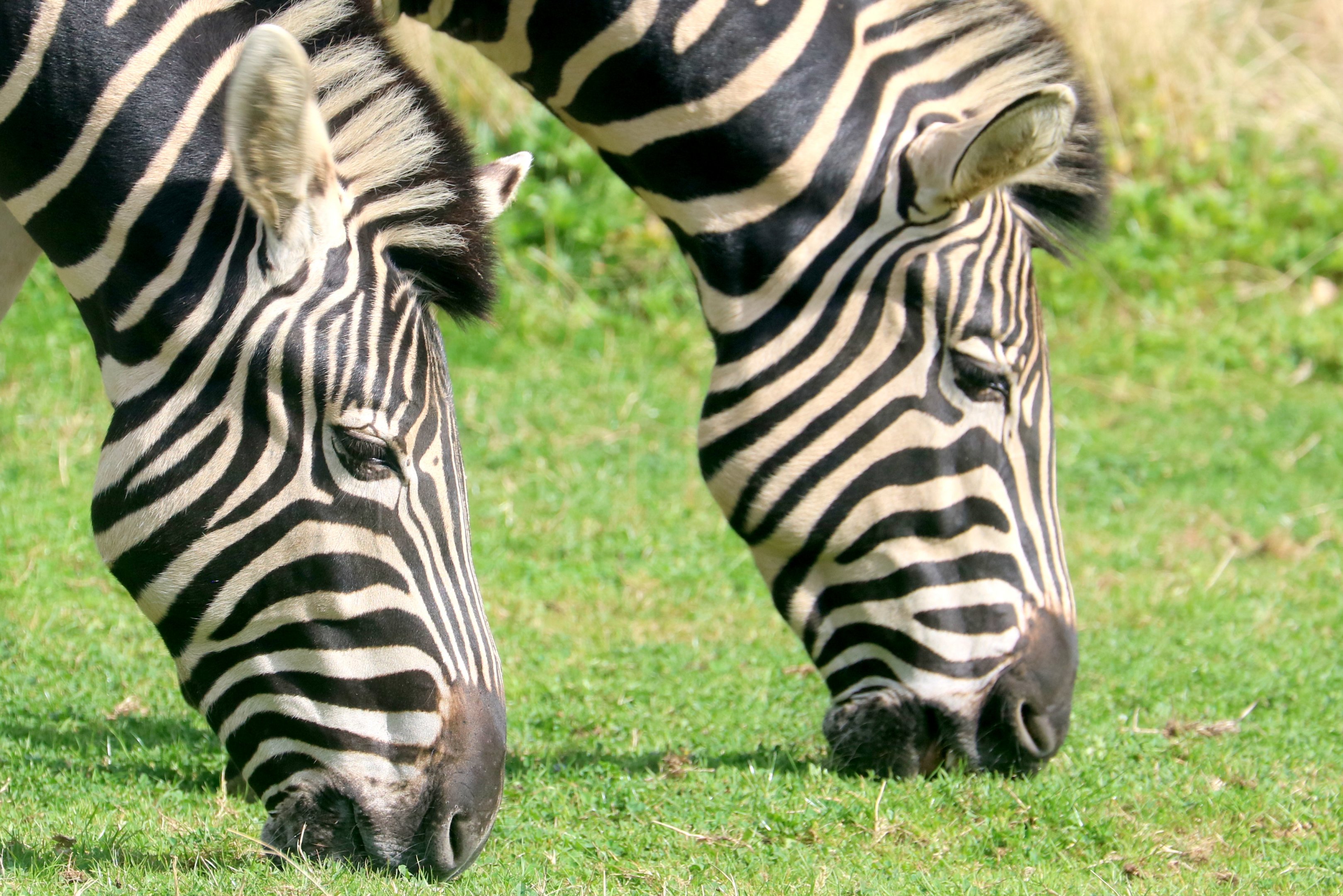 Chapman's zebra; All Things Wild; 30th August 2019