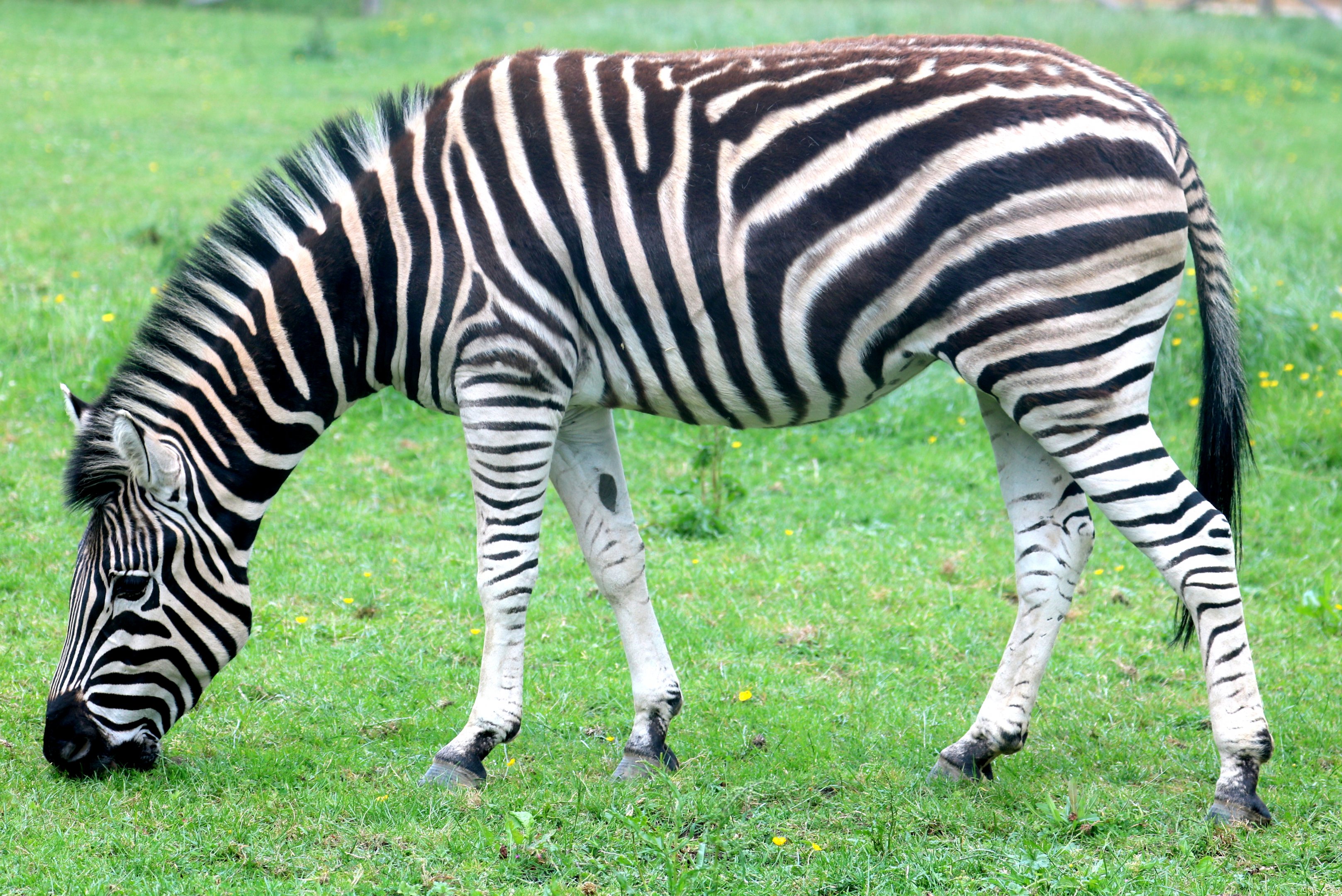 Chapman's zebra; All Things Wild; 5th June 2019