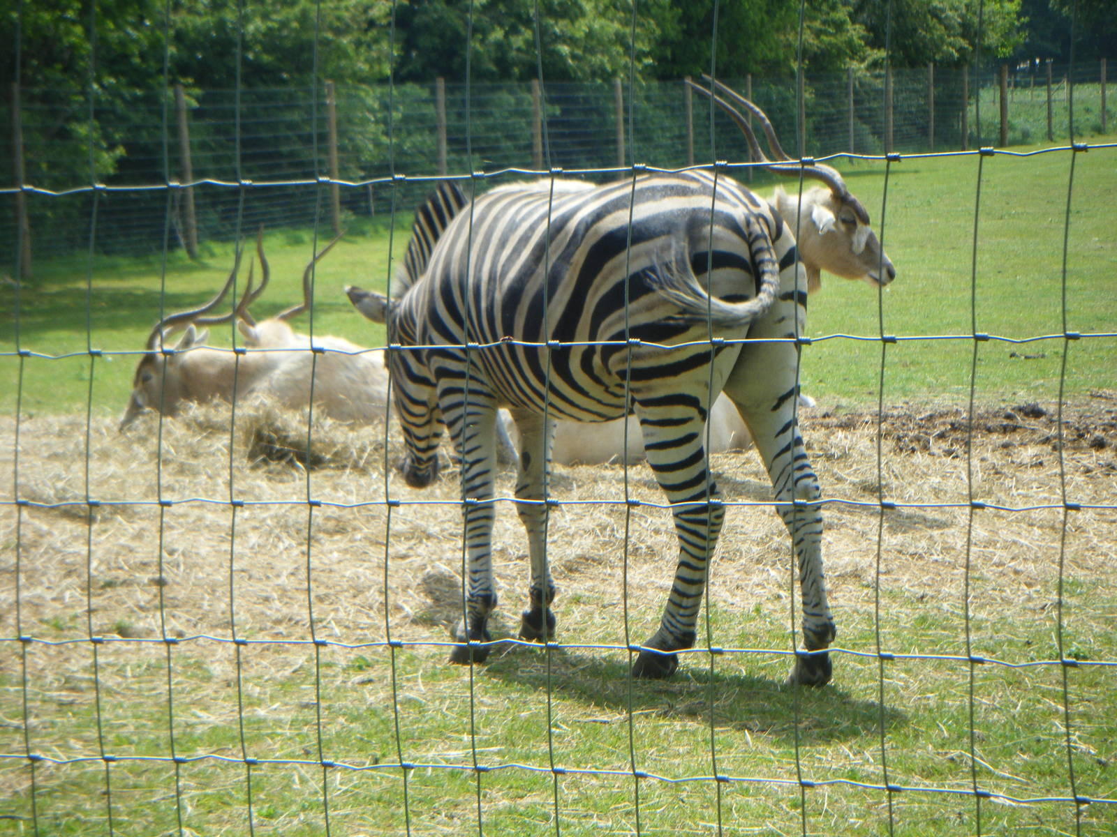Chapman's Zebra and Addax