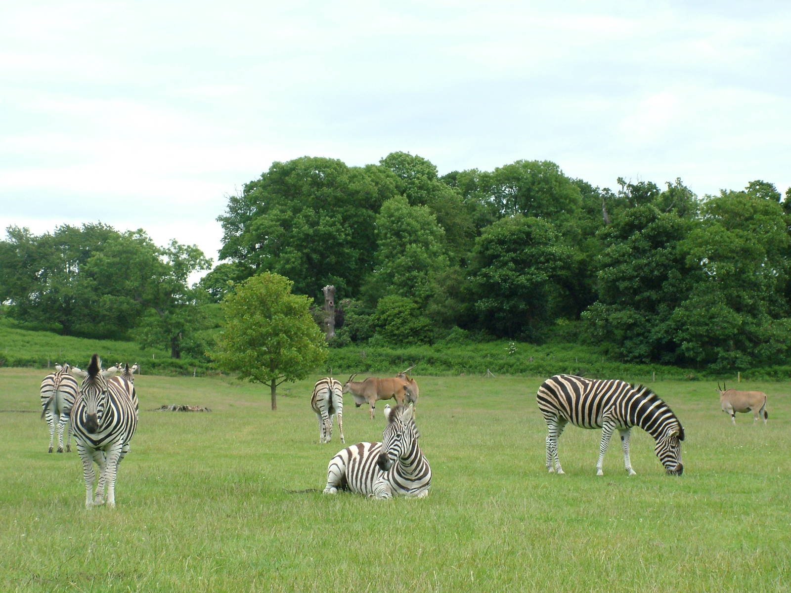 Chapman's Zebra and Common Eland at Woburn 20/06/09