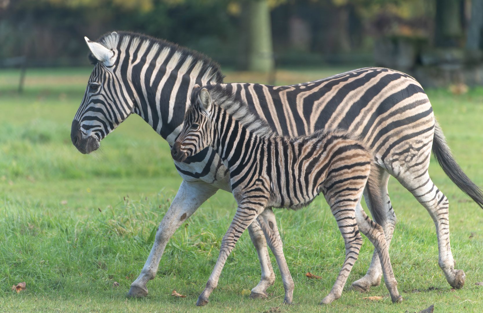 Chapman's zebra and foal, CWP, UK