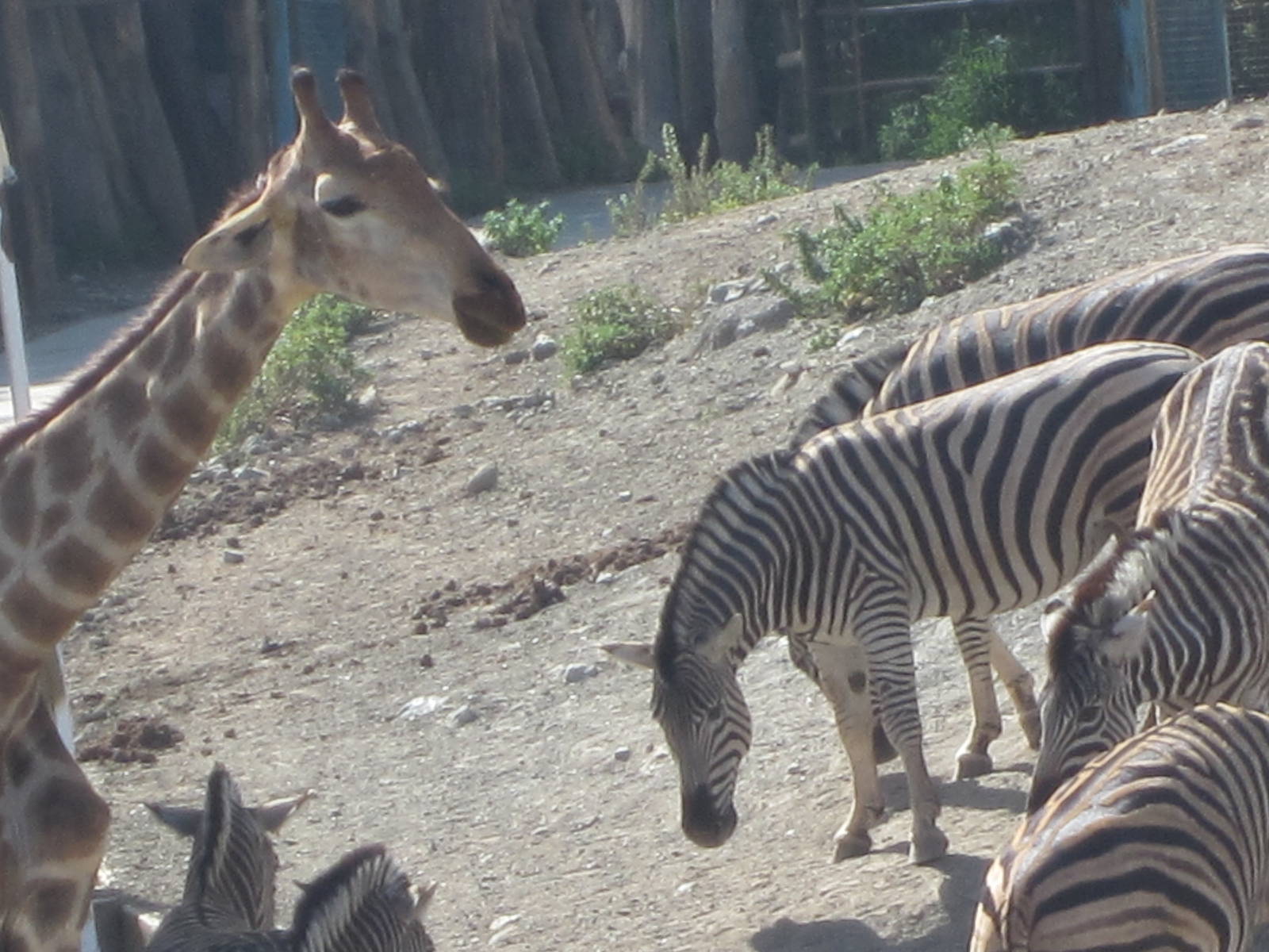 Chapmans zebra and giraffe