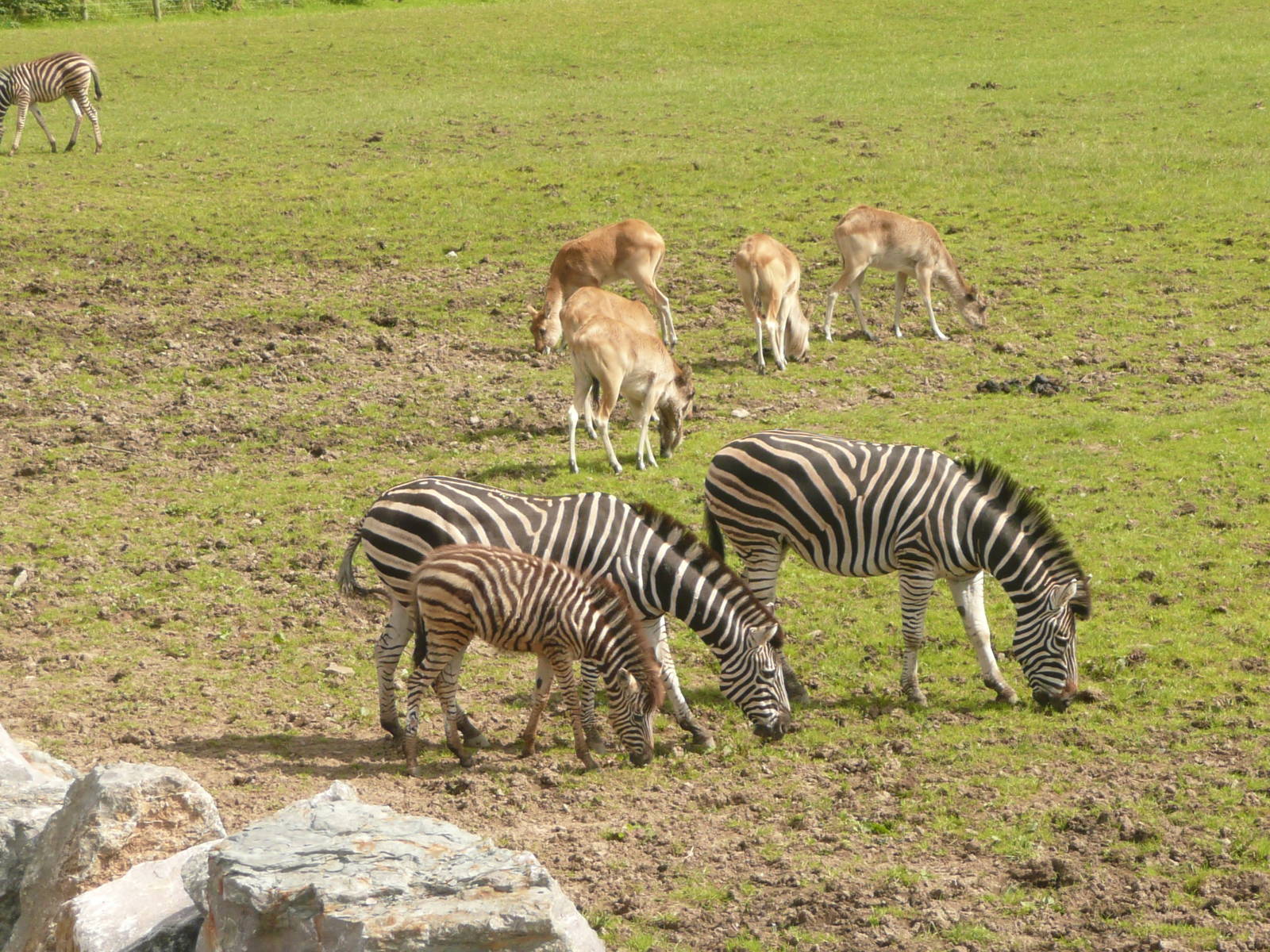 Chapman's zebra and Nile lechwe