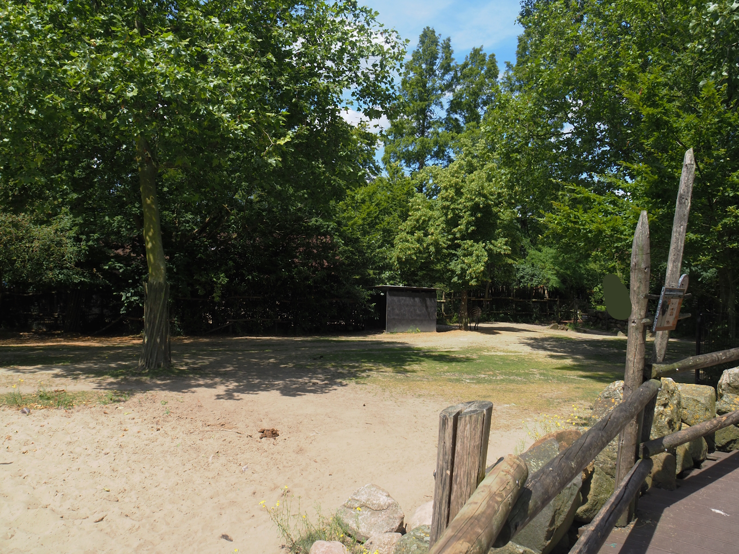 Chapman's zebra and North African ostrich paddock, 2024-06-30