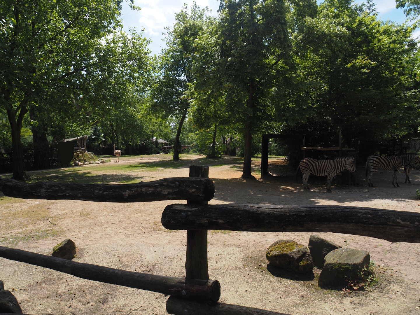 Chapman's zebra and North African ostrich paddock, 2024-06-30