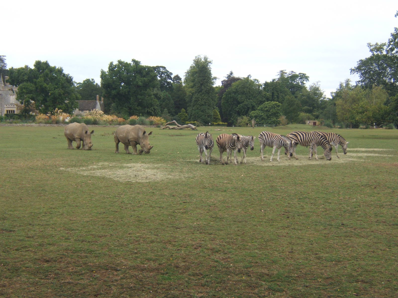 Chapman's Zebra and White Rhino