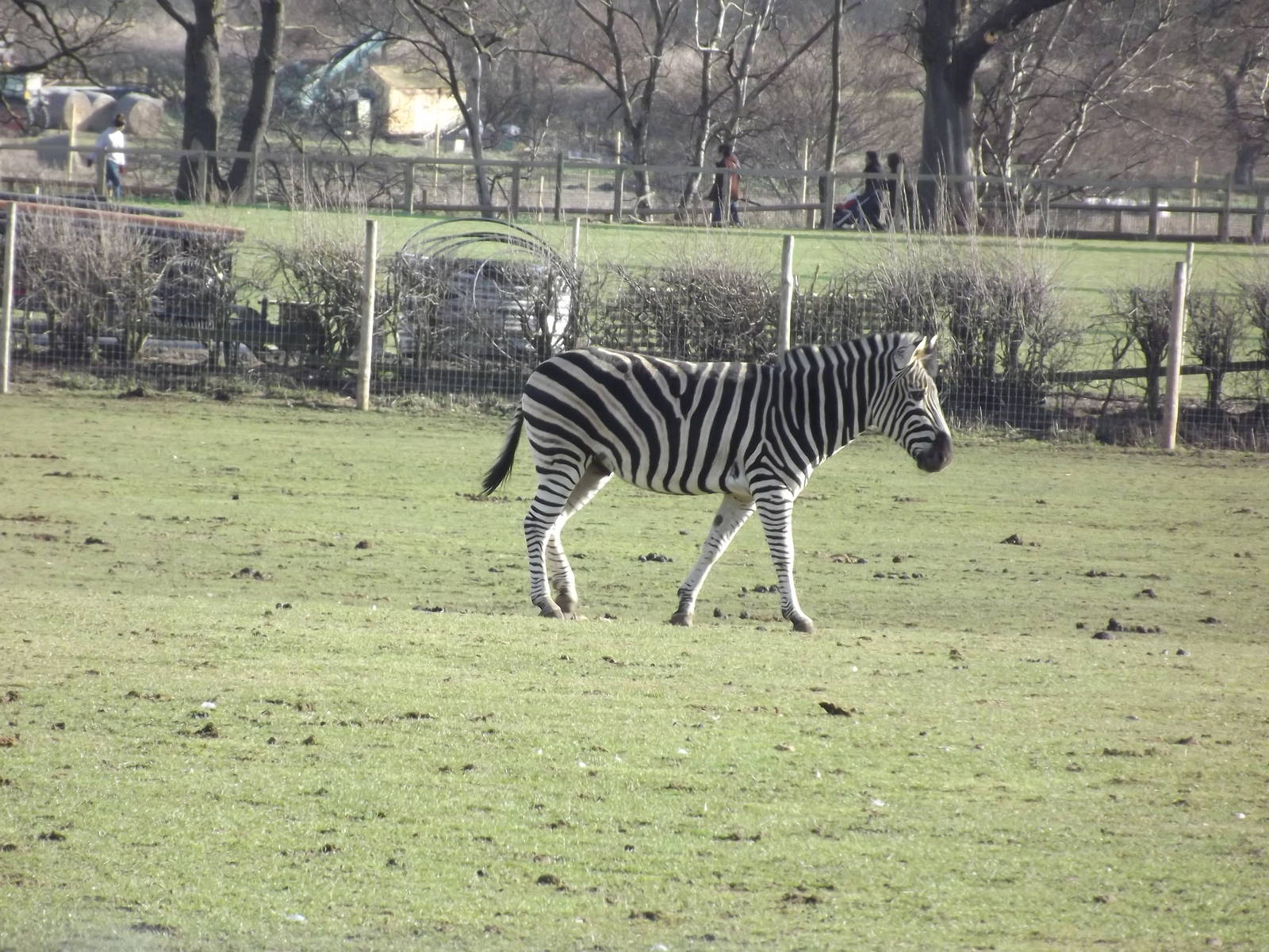 Chapman's Zebra at Yorkshire Wildlife Park 18/02/12