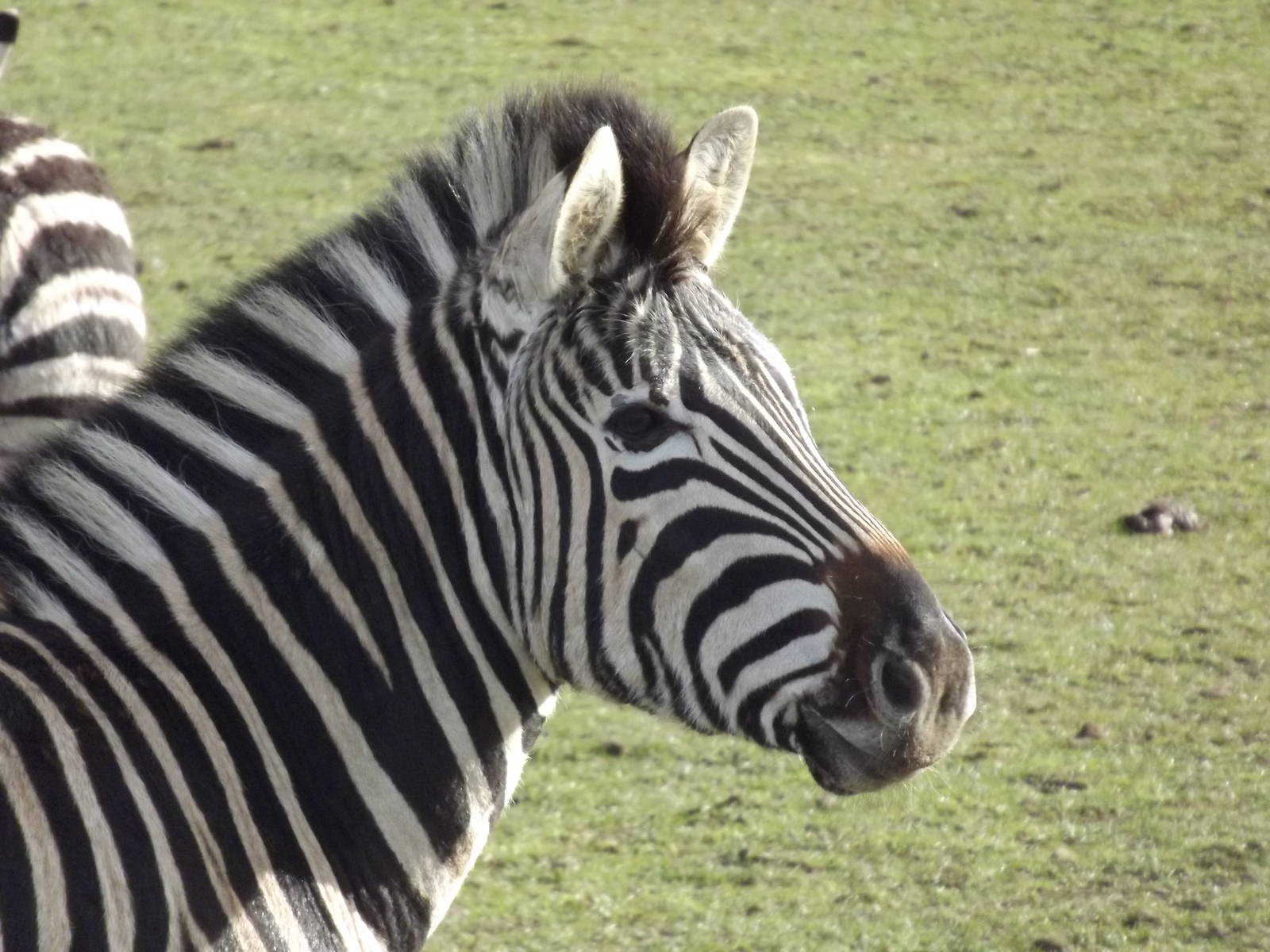 Chapman's Zebra at Yorkshire Wildlife Park 18/02/12