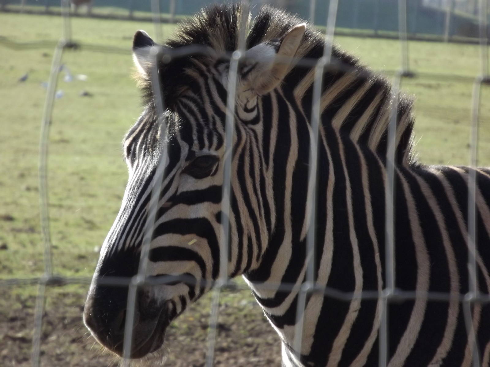 Chapman's Zebra at Yorkshire Wildlife Park 18/02/12
