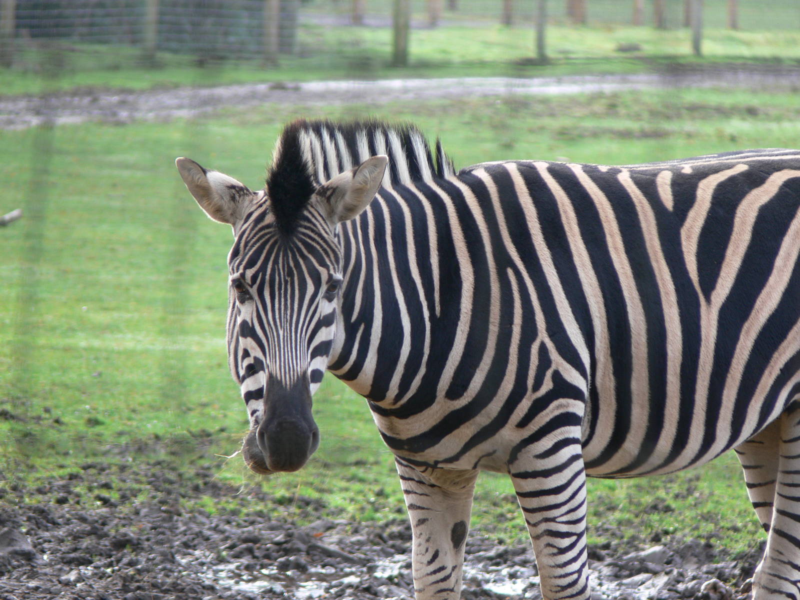 Chapman's Zebra at Yorkshire WP 01/11/12