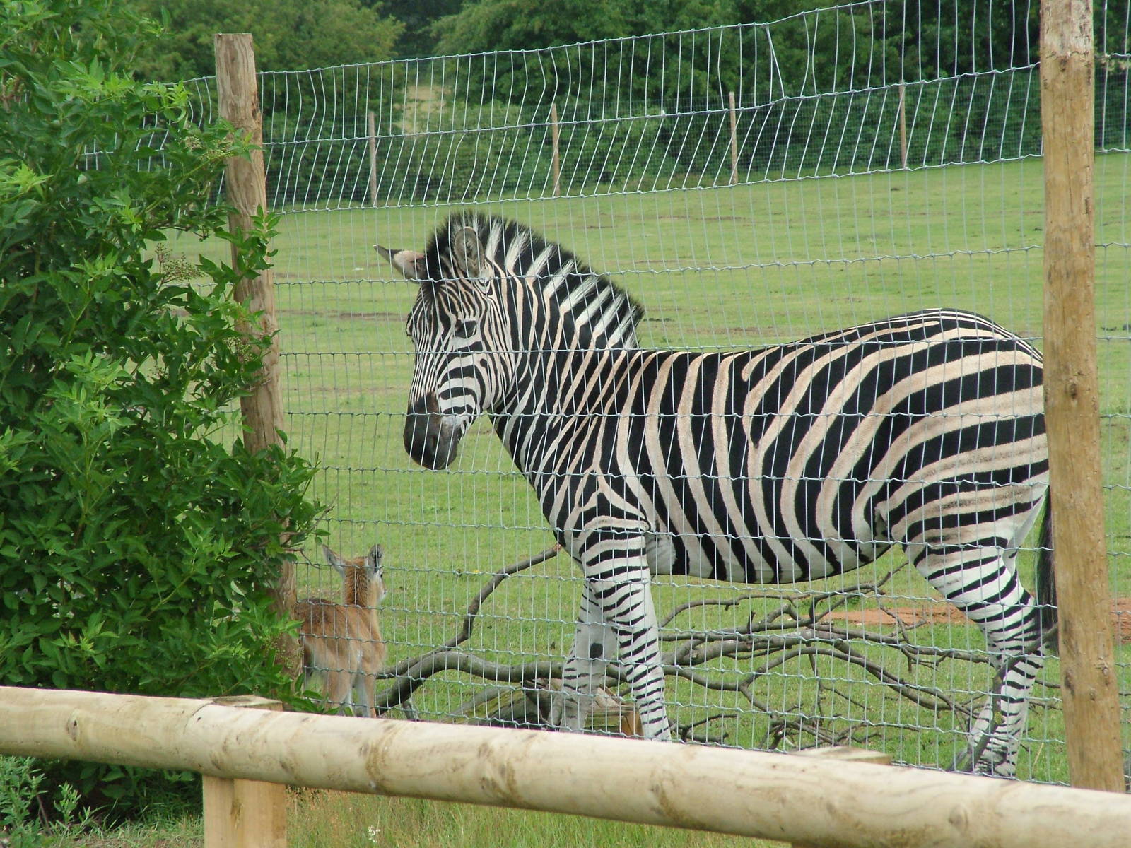 Chapman's Zebra at Yorkshire WP, 18/07/10