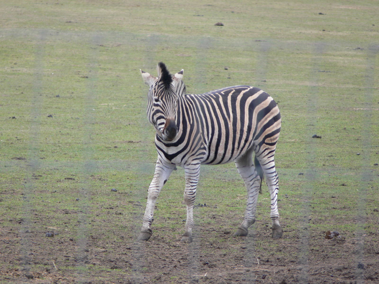 Chapman's Zebra at Yorkshire WP, 22/02/13