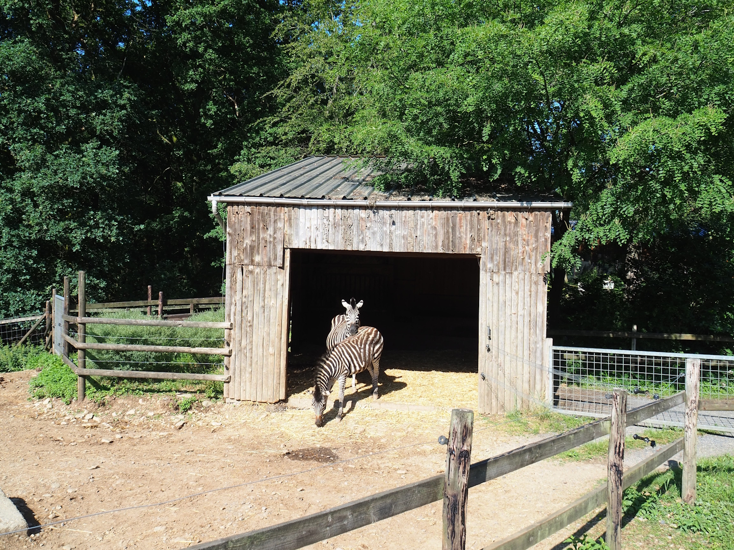 Chapman's zebra barn, 2023-06-24