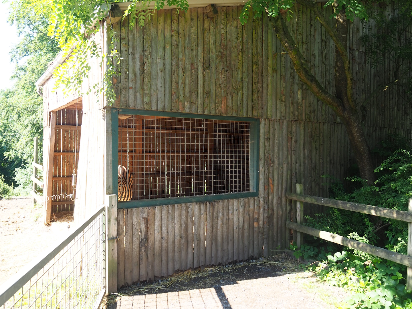 Chapman's zebra barn, 2023-06-24