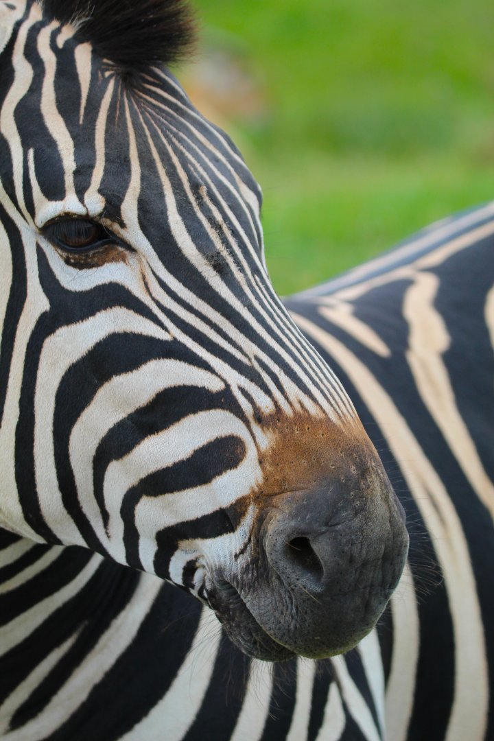 Chapman's Zebra close up- July 2024
