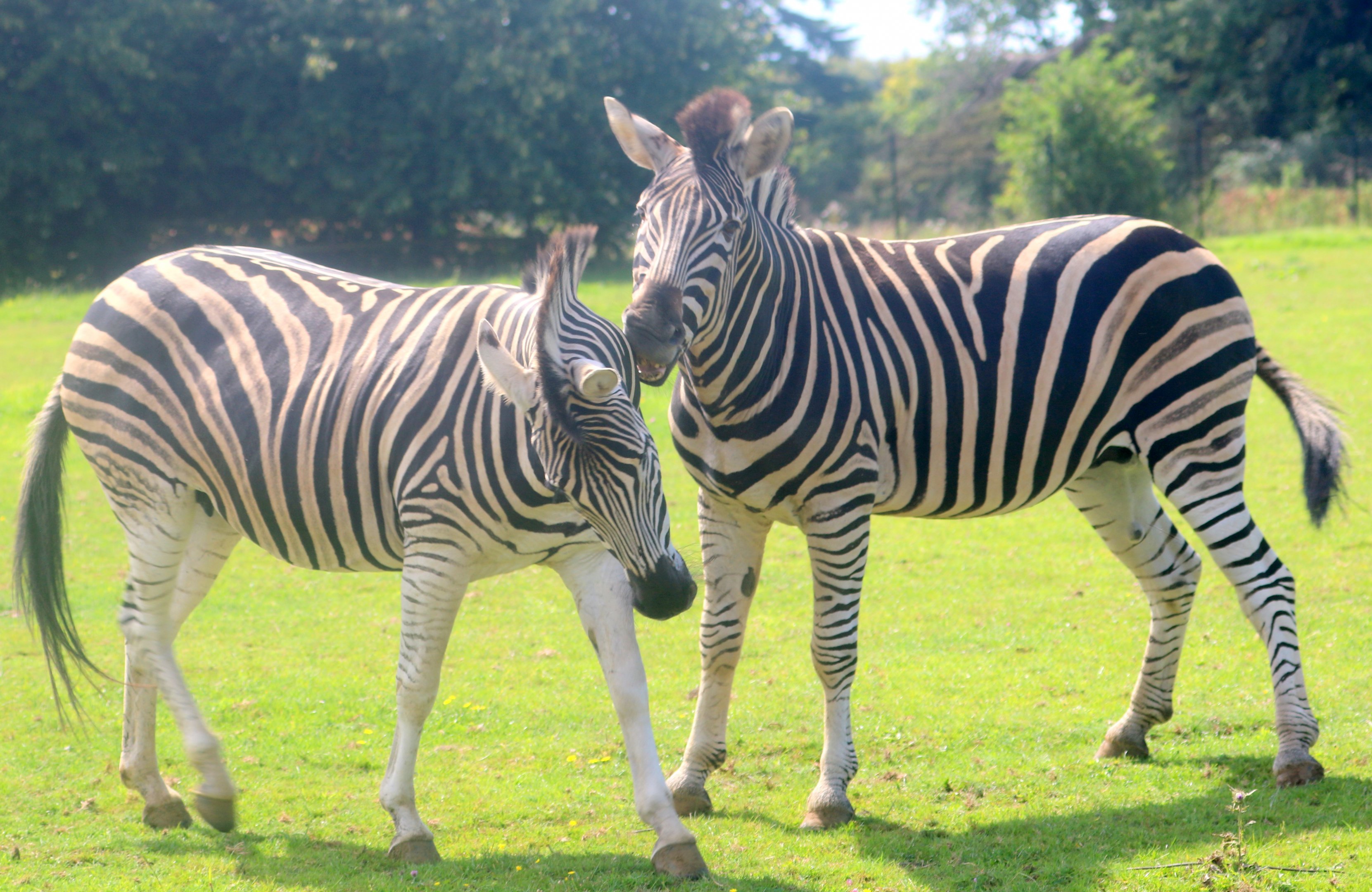 Chapman's zebra; Cotswold; 18th August 2019