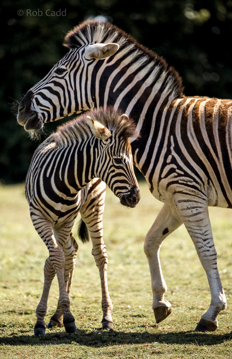 Chapmans zebra : Cotswold WP : 19 Jul 2015