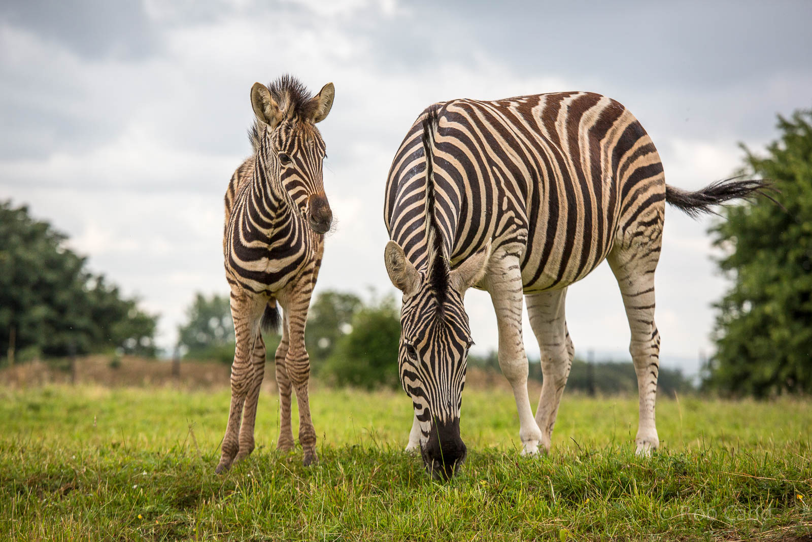 Chapmans zebra : Cotswold WP : 27 Jun 2014