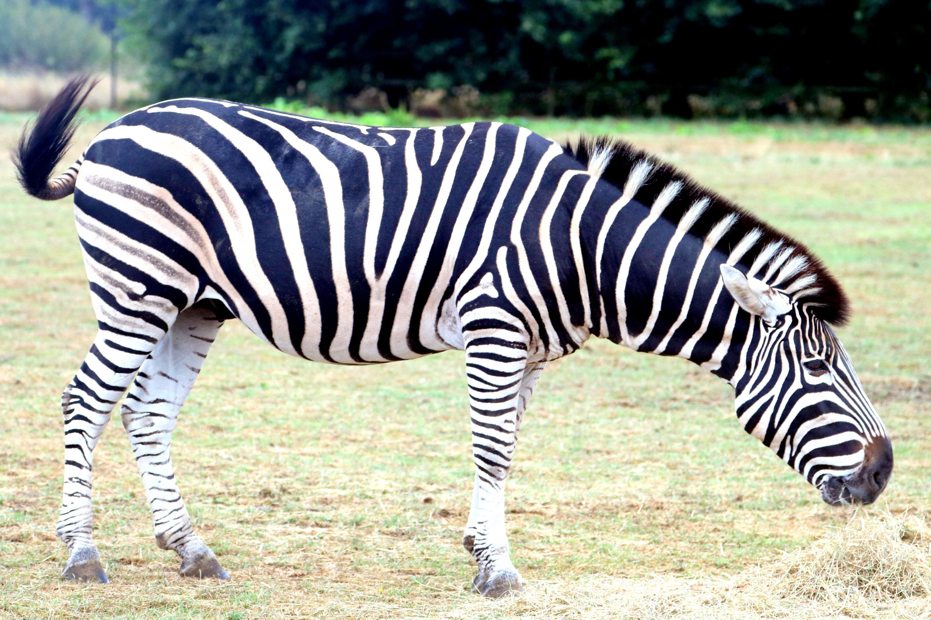 Chapman's zebra; Cotswolds; 12th August 2018