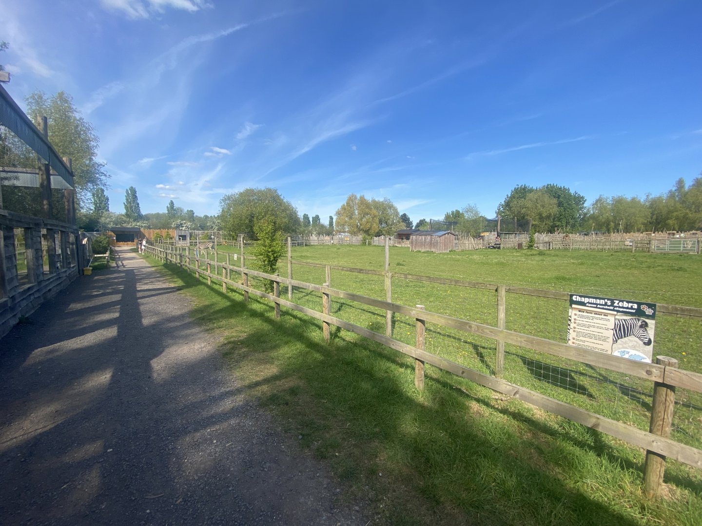 Chapman’s zebra enclosure 280425