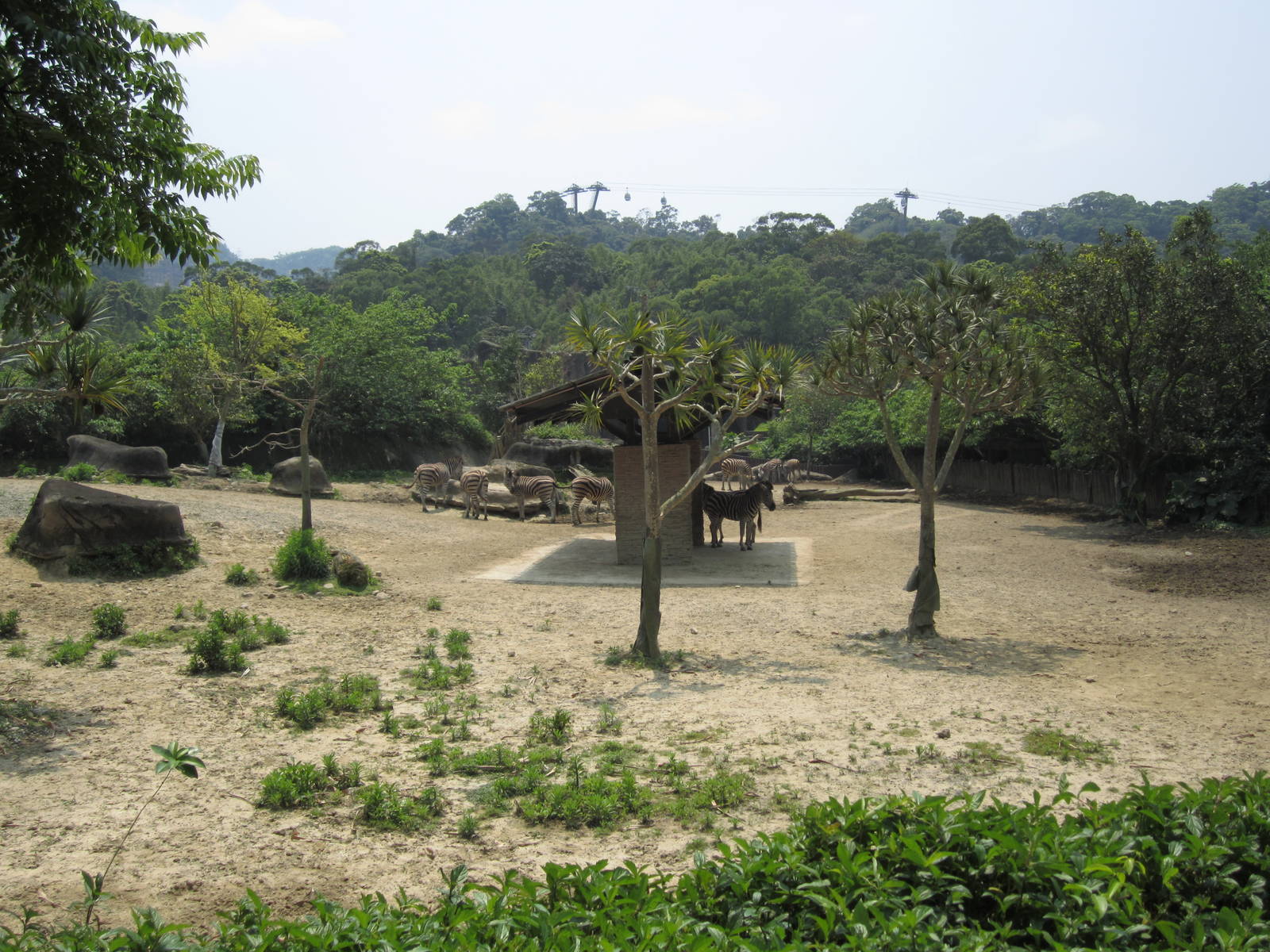 Chapman's zebra enclosure