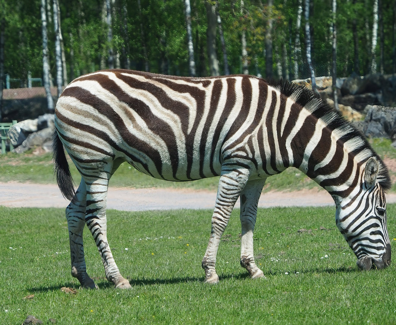 Chapman's zebra (Equus quagga chapmani), 2023-05-19
