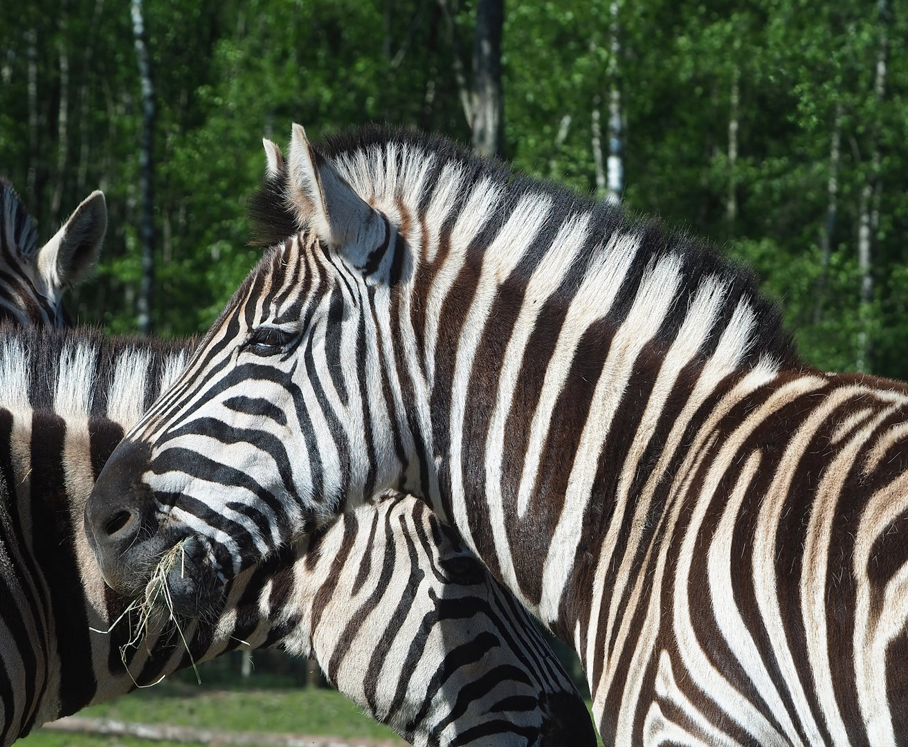Chapman's zebra (Equus quagga chapmani), 2023-05-19