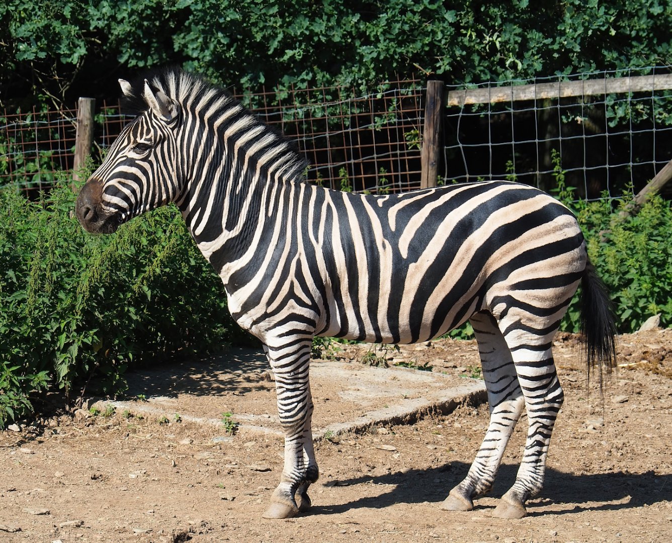 Chapman's zebra (Equus quagga chapmani), 2023-06-24