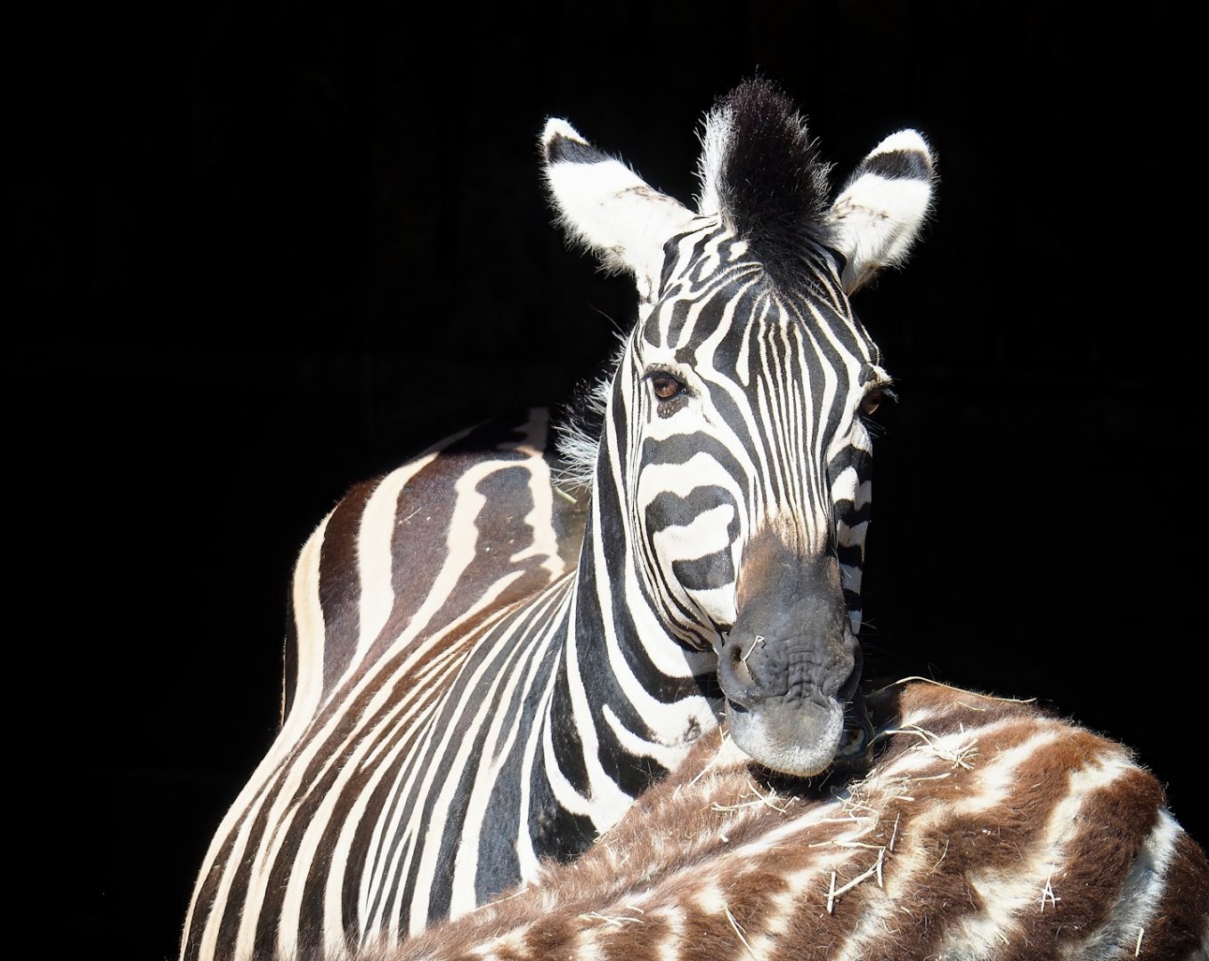 Chapman's zebra (Equus quagga chapmani), 2023-06-24