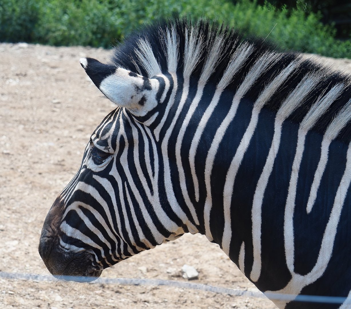Chapman's zebra (Equus quagga chapmani), 2023-06-24