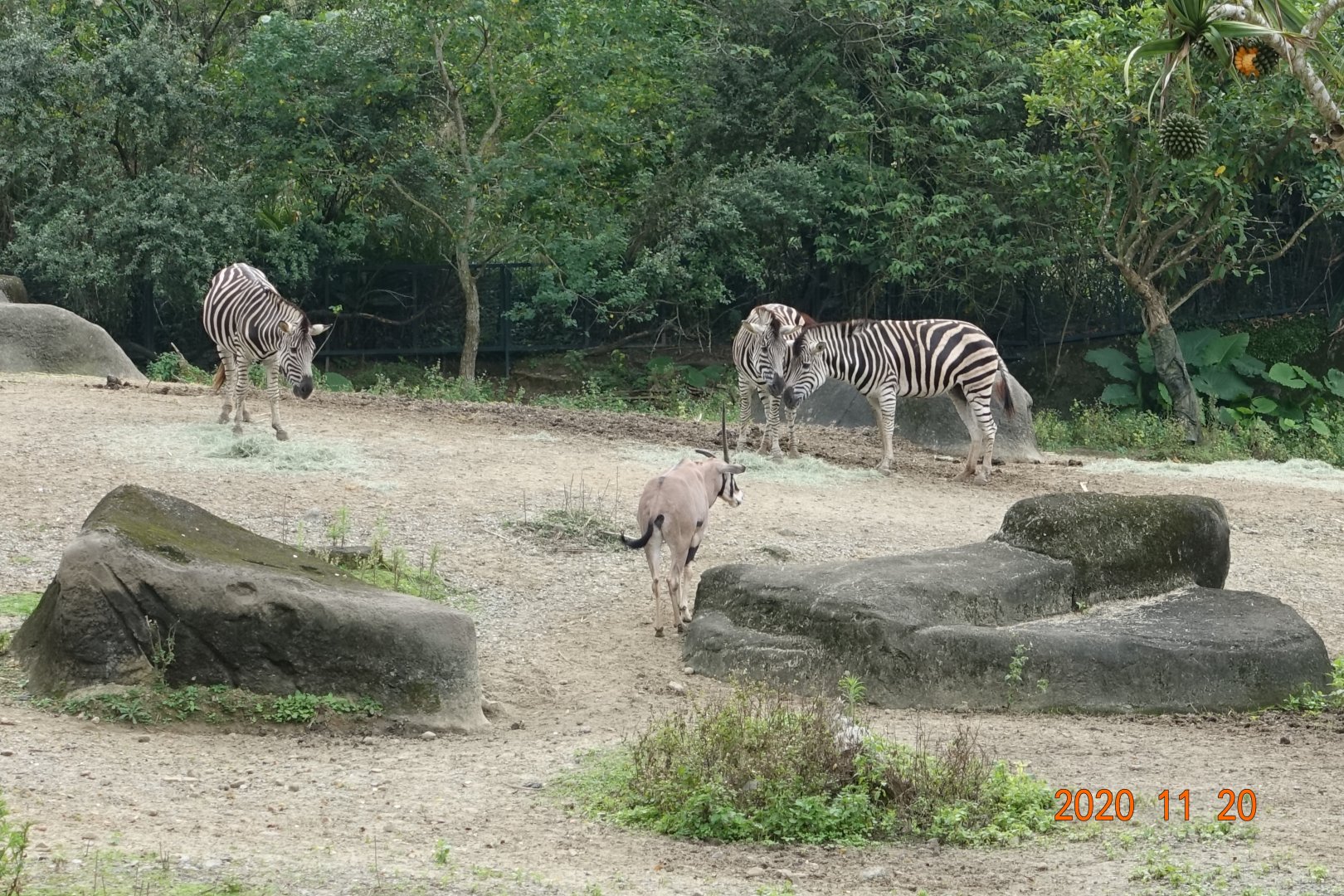 Chapman's Zebra (Equus quagga chapmani) and East African Oryx (Oryx beisa)
