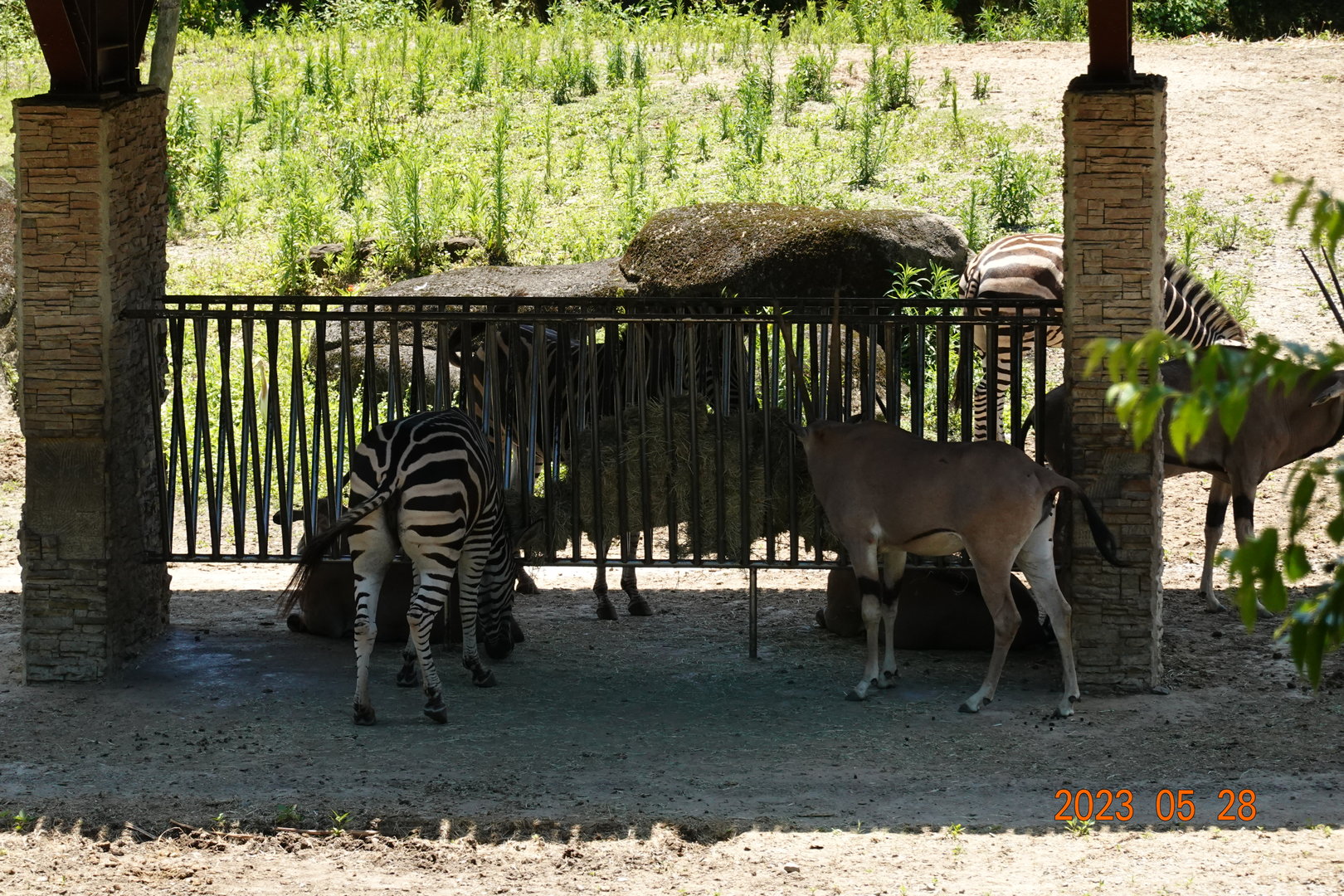 Chapman's Zebra (Equus quagga chapmani) & Beisa Oryx (Oryx beisa beisa)