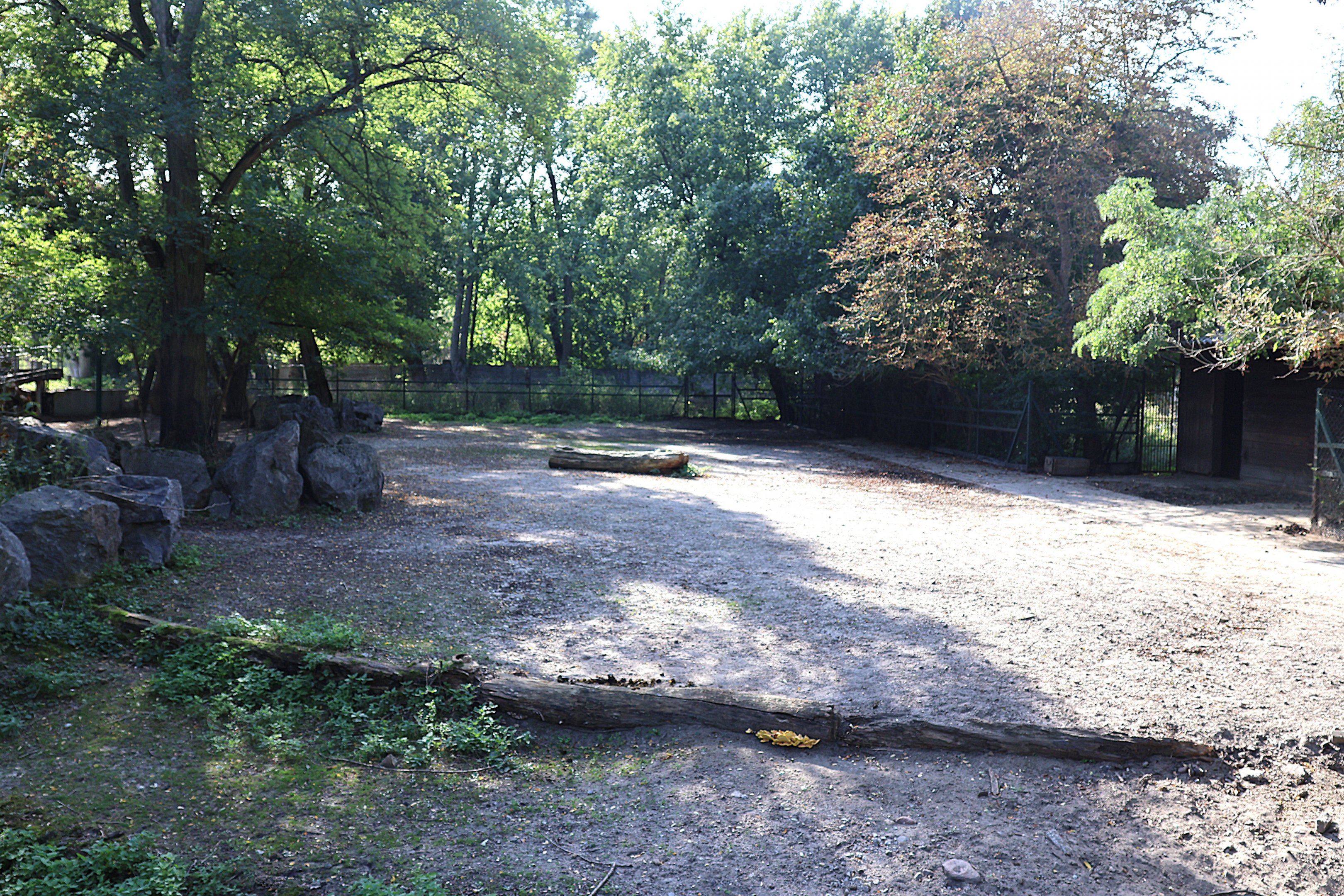 Chapman's zebra (Equus quagga chapmani) enclosure