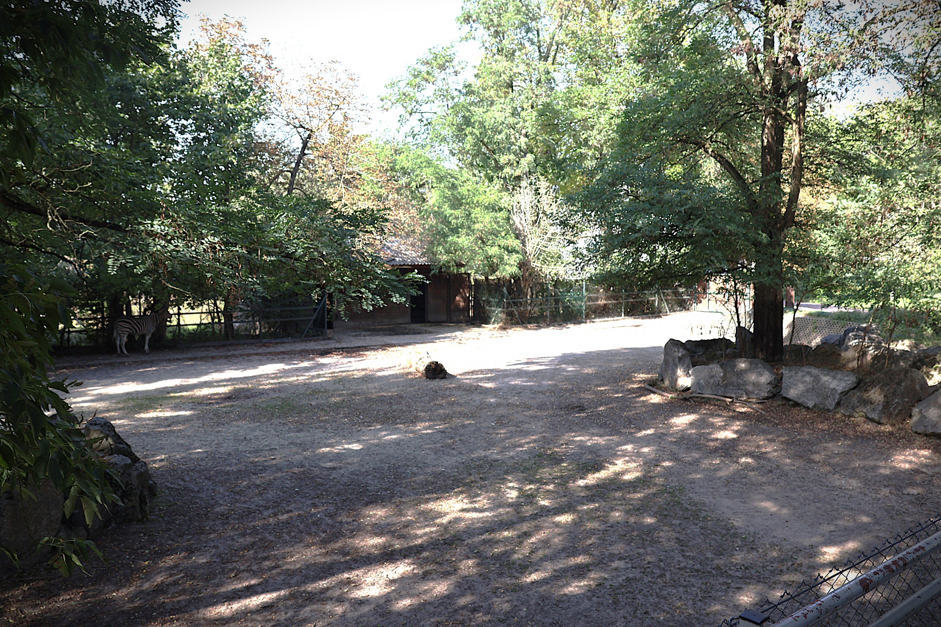Chapman's zebra (Equus quagga chapmani) enclosure