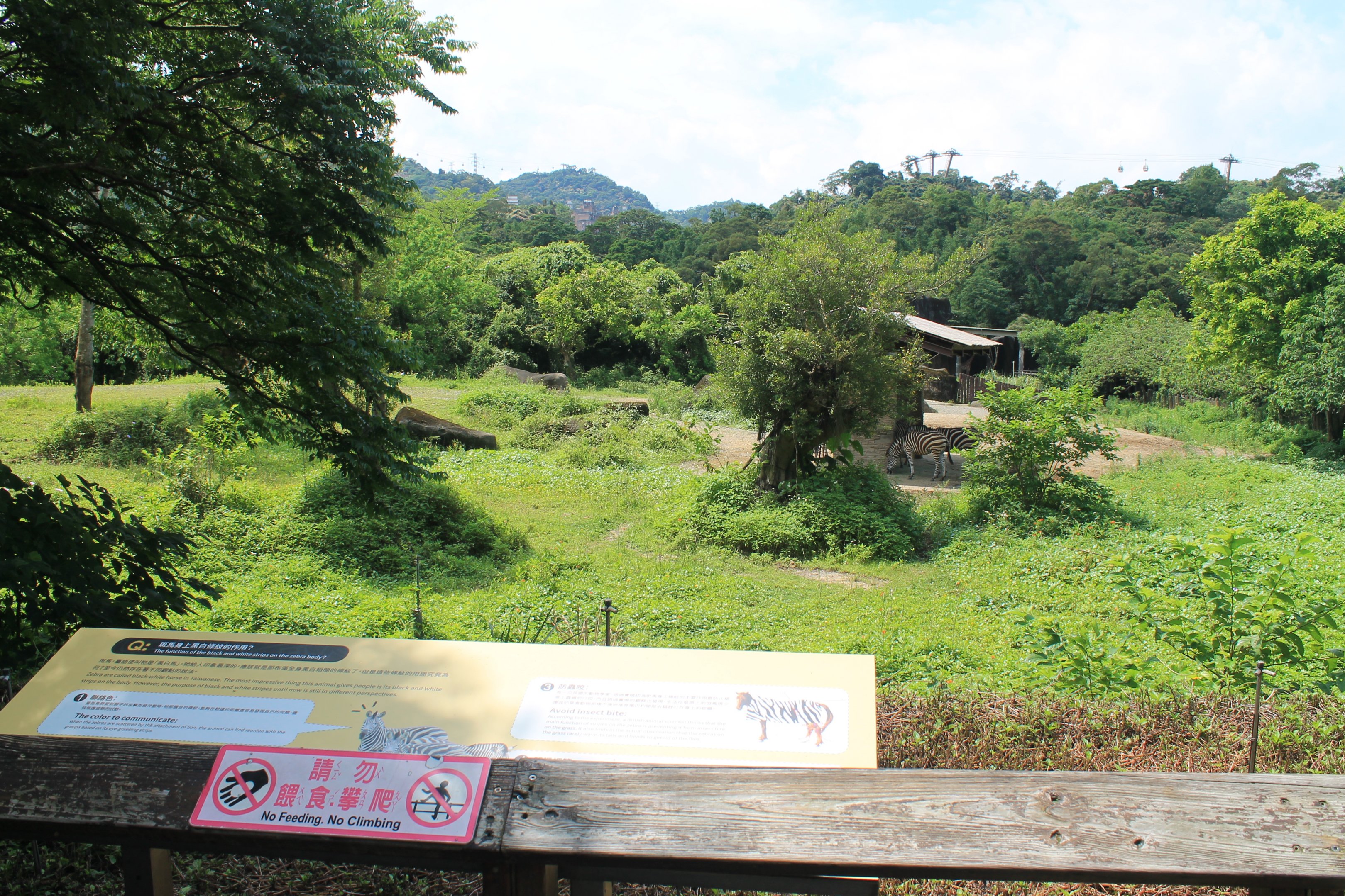 Chapman's Zebra (Equus quagga chapmani) enclosure