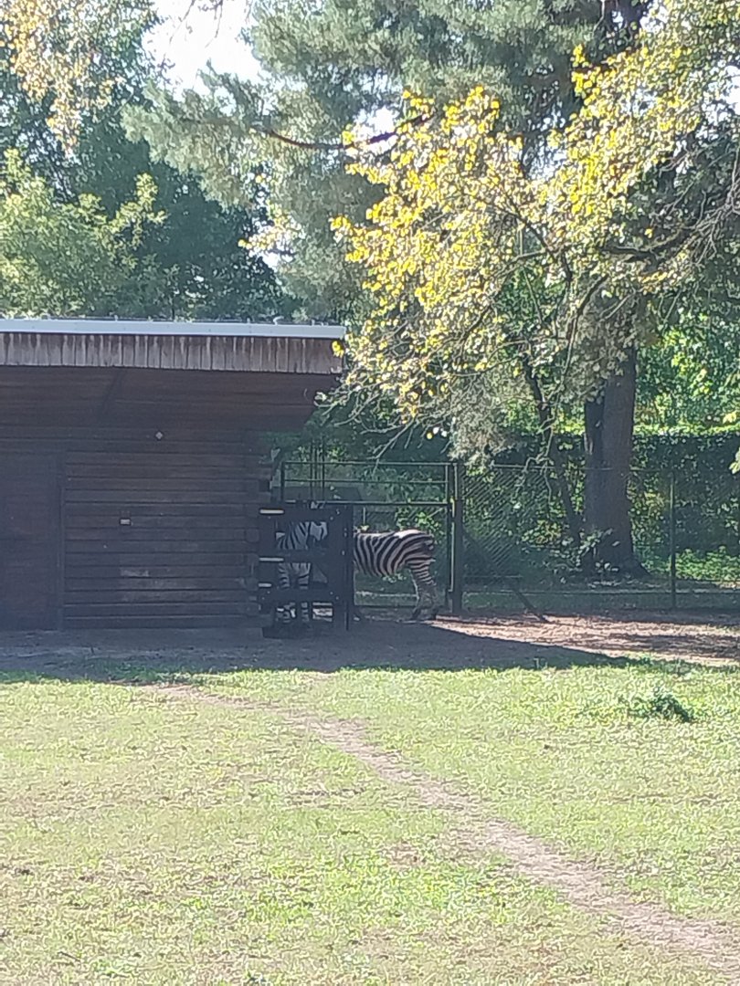 Chapman's Zebra (Equus quagga chapmani) real and fake