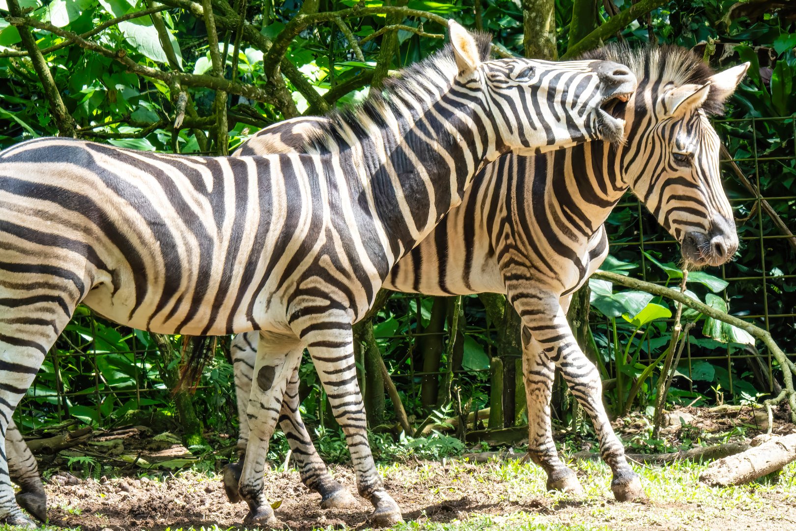 Chapman's Zebra - Equus quagga chapmani - Safari Journey