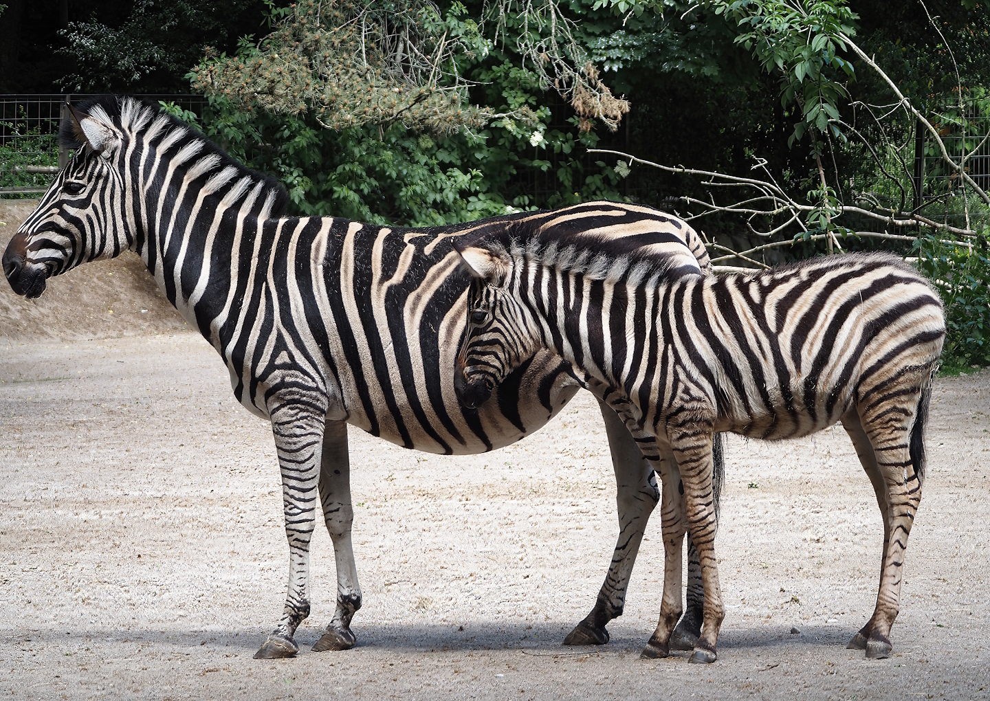 Chapman's zebra (Equus quagga chapmani) with foal, 2025-05-22