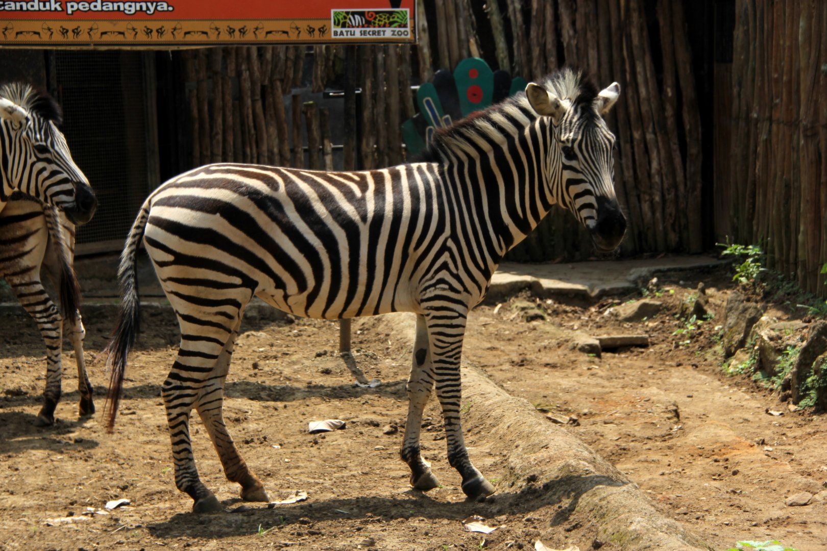 Chapman's zebra (Equus quagga chapmani)