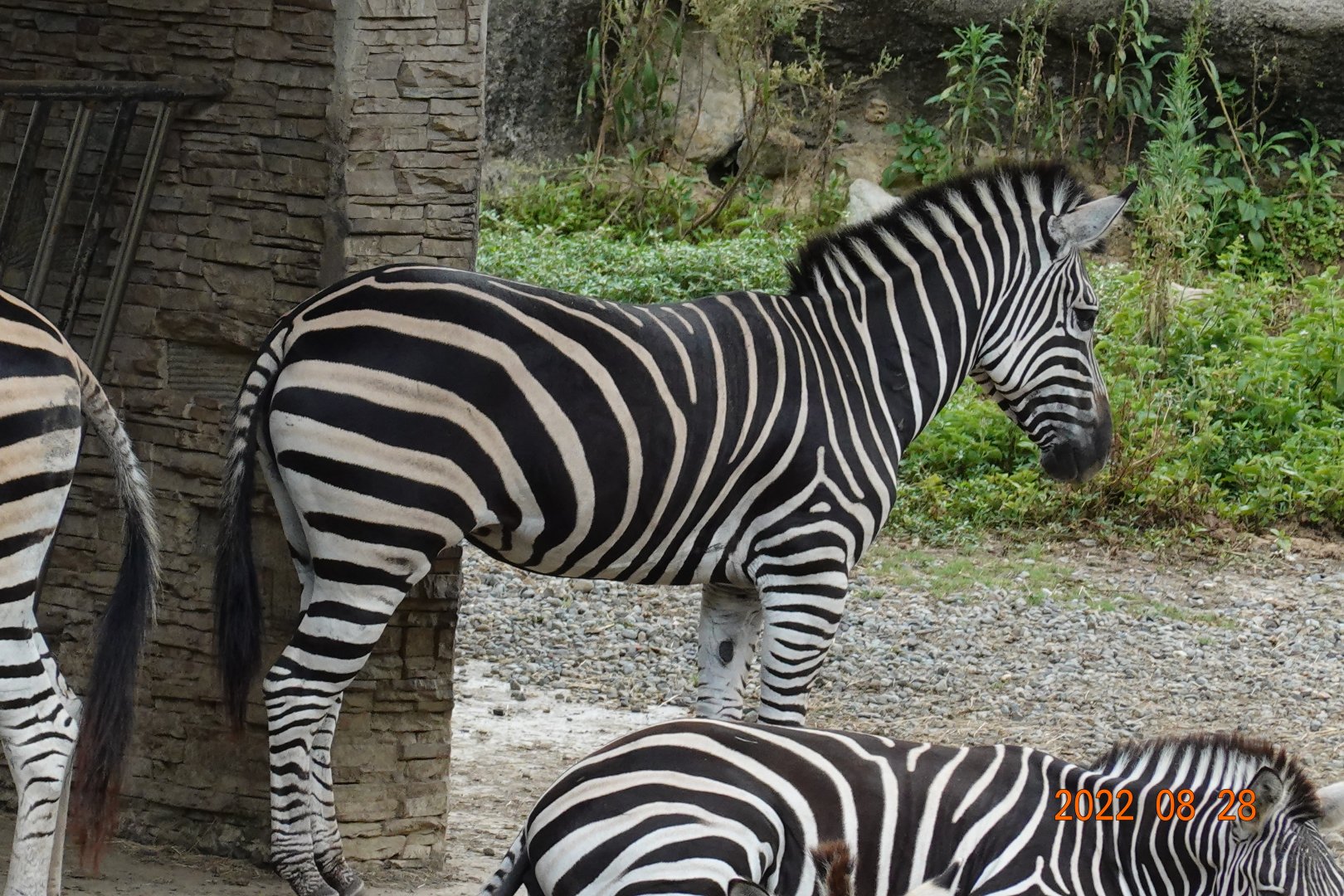 Chapman's Zebra (Equus quagga chapmani)