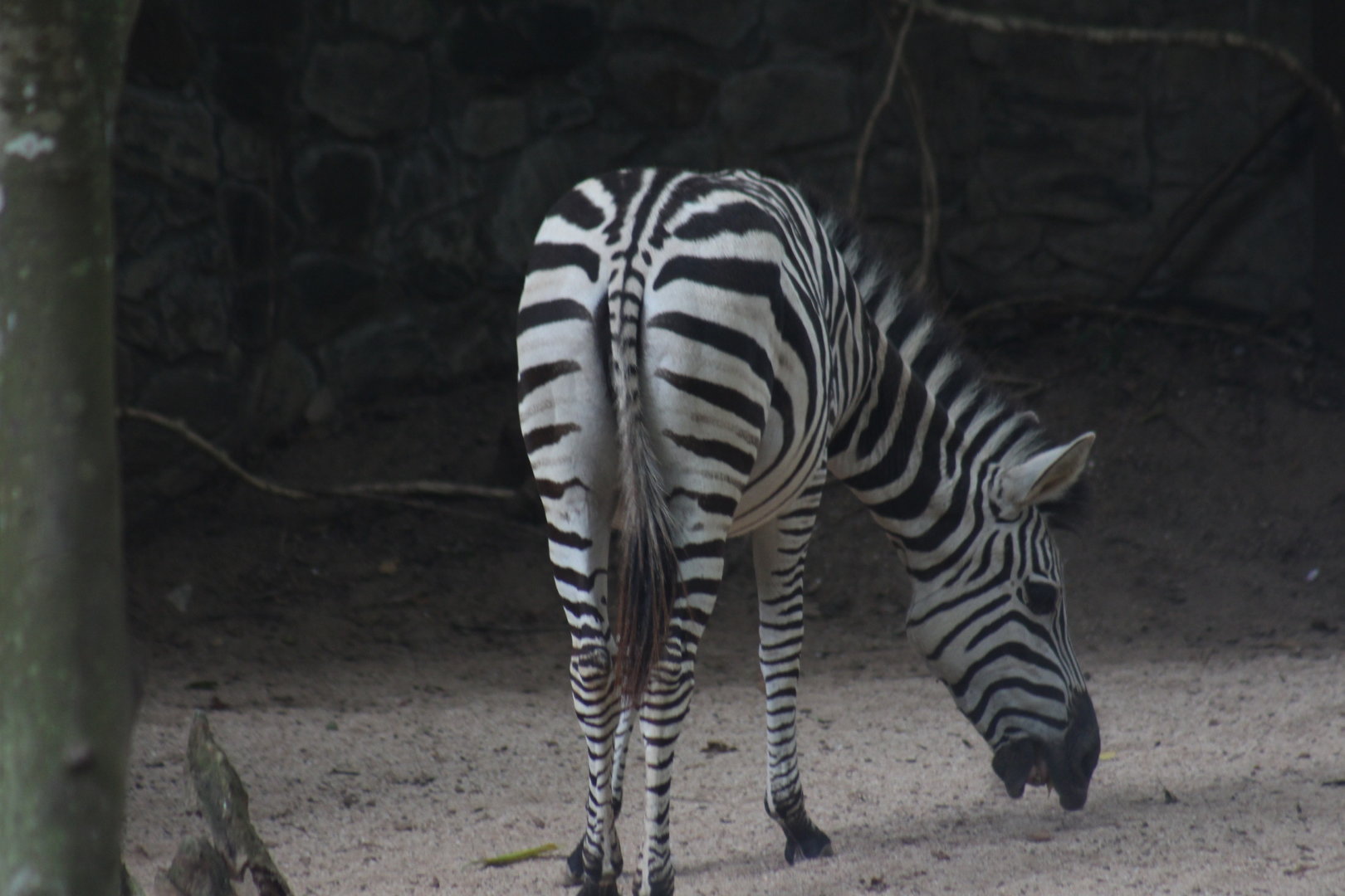 Chapman's zebra (Equus quagga chapmani)