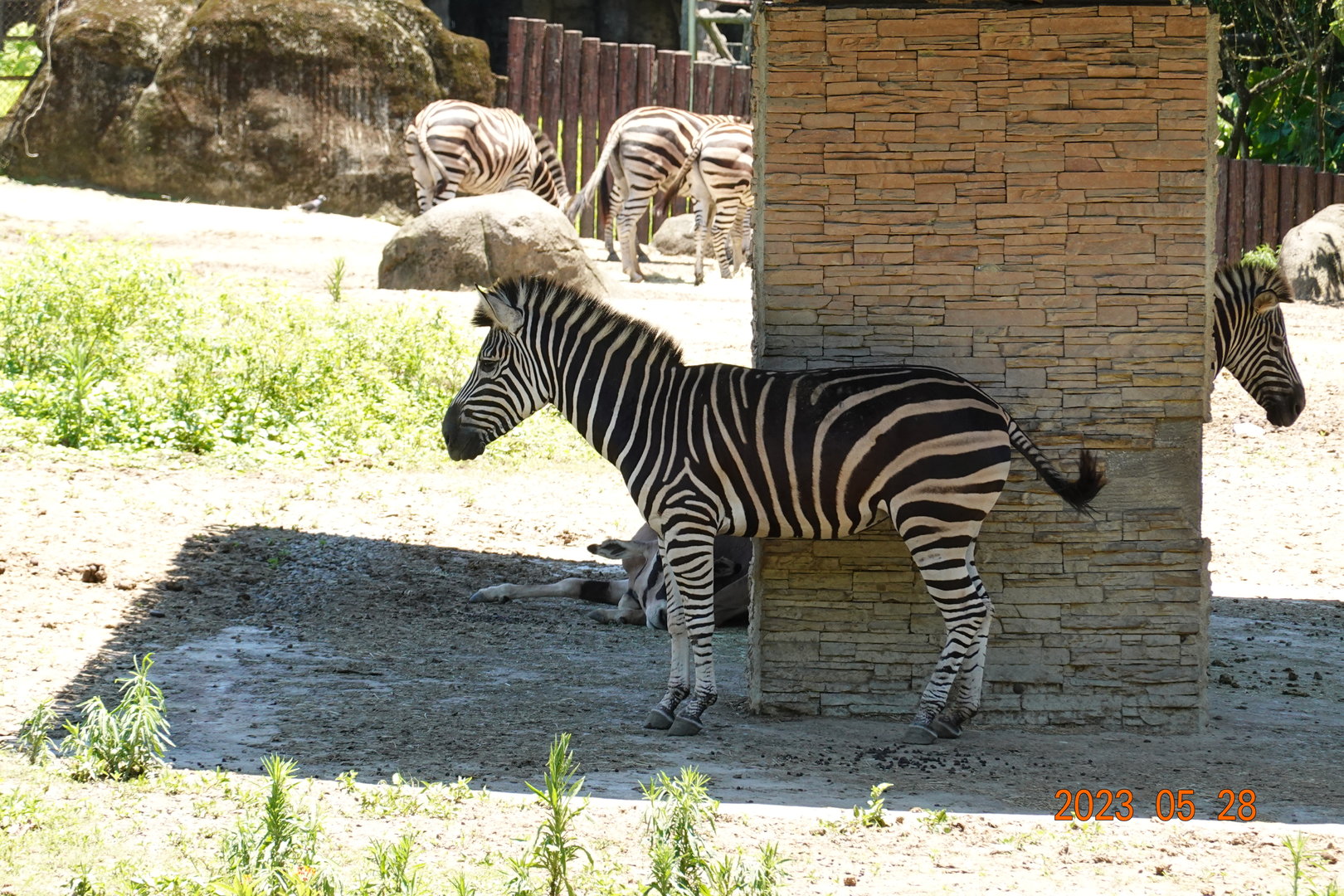 Chapman's Zebra (Equus quagga chapmani)