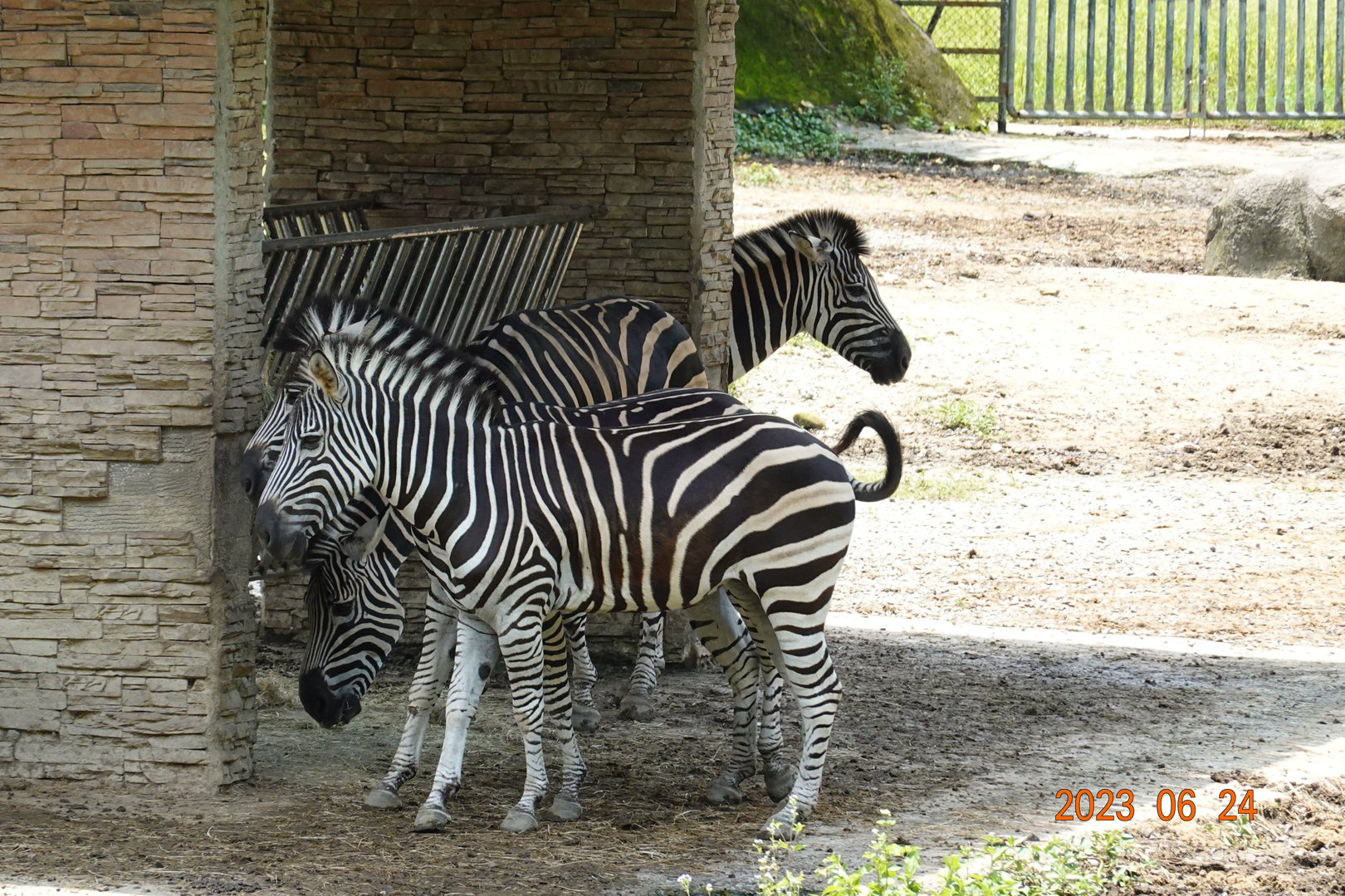 Chapman's Zebra (Equus quagga chapmani)