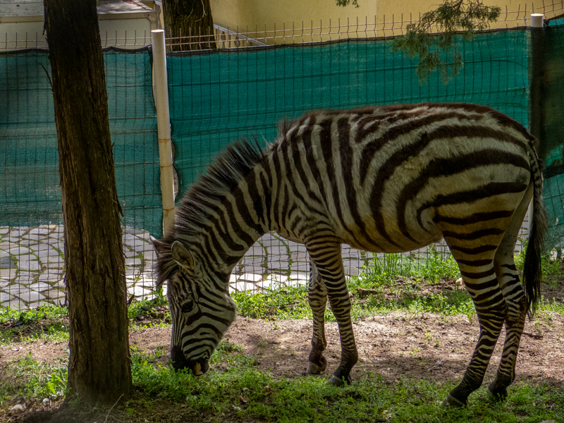 Chapman's zebra (Equus quagga chapmani)