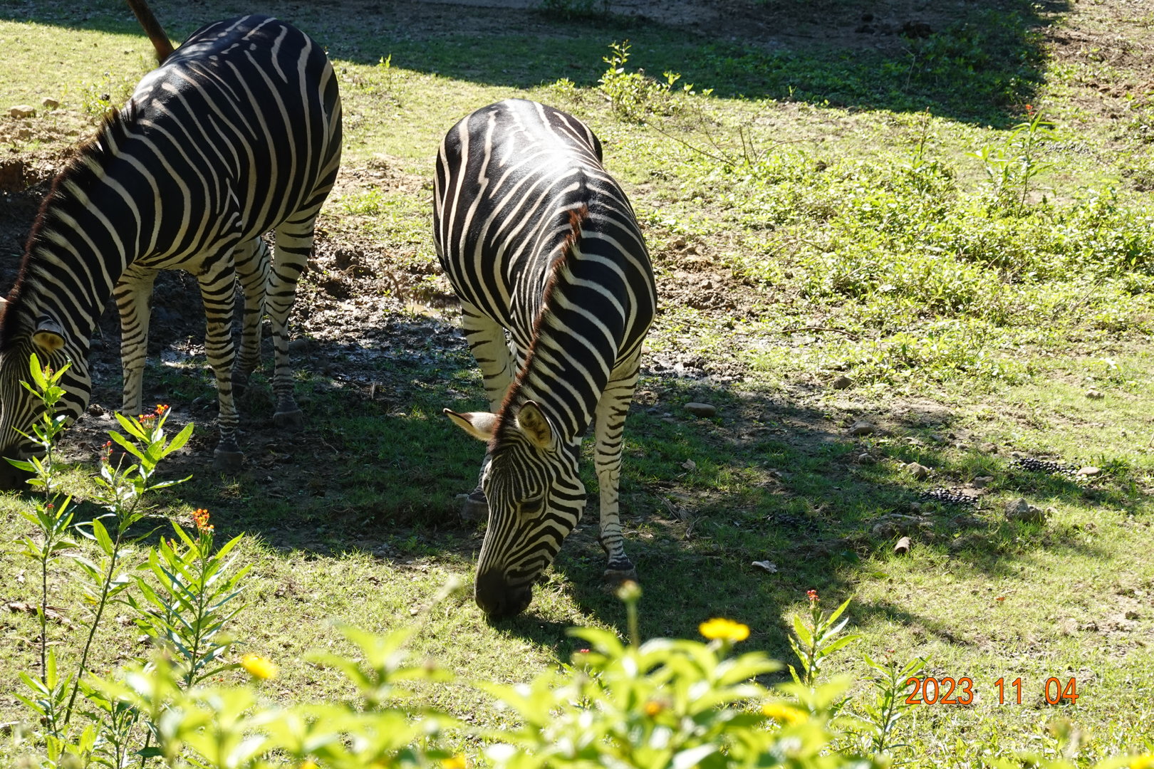 Chapman's Zebra (Equus quagga chapmani)