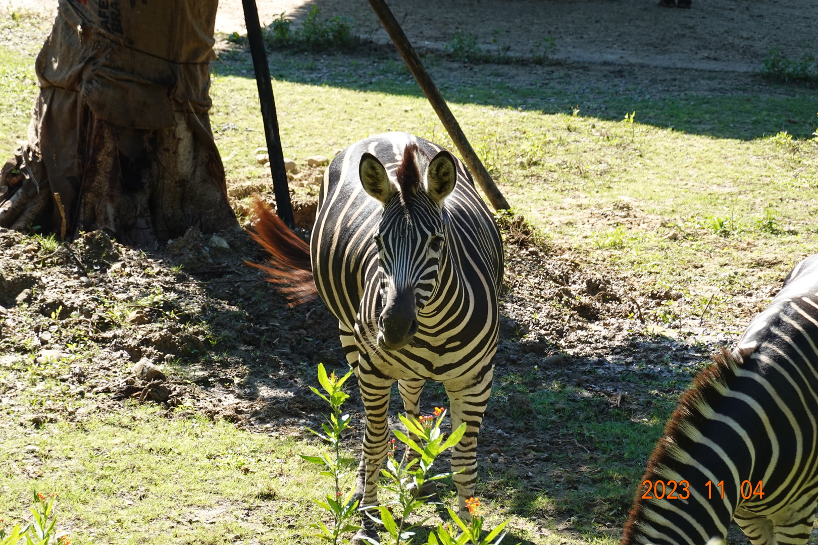 Chapman's Zebra (Equus quagga chapmani)