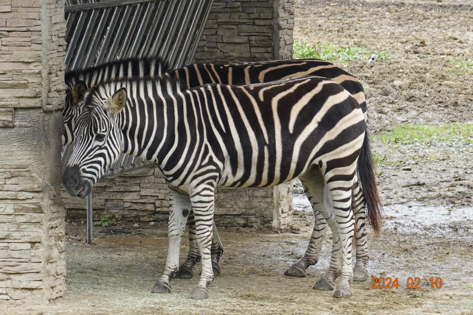 Chapman's Zebra (Equus quagga chapmani)