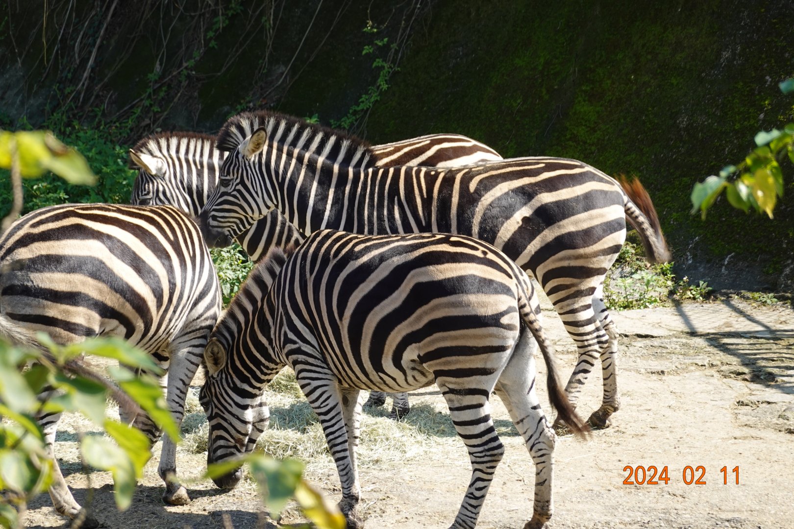 Chapman's Zebra (Equus quagga chapmani)