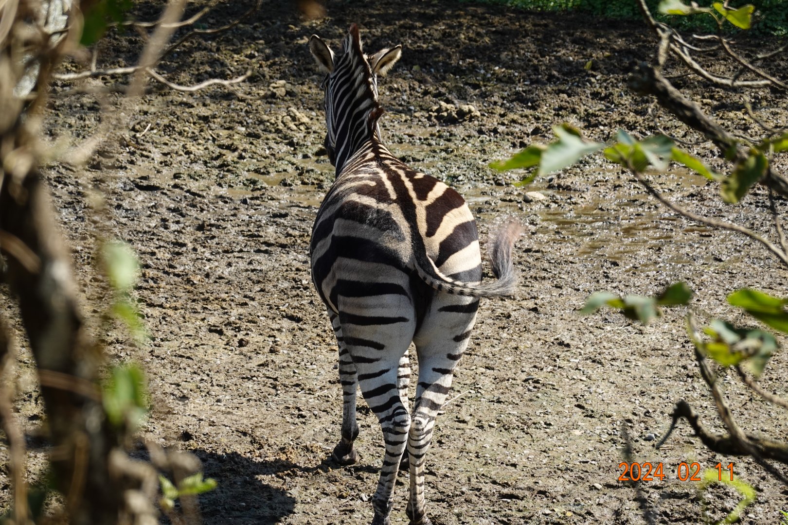 Chapman's Zebra (Equus quagga chapmani)